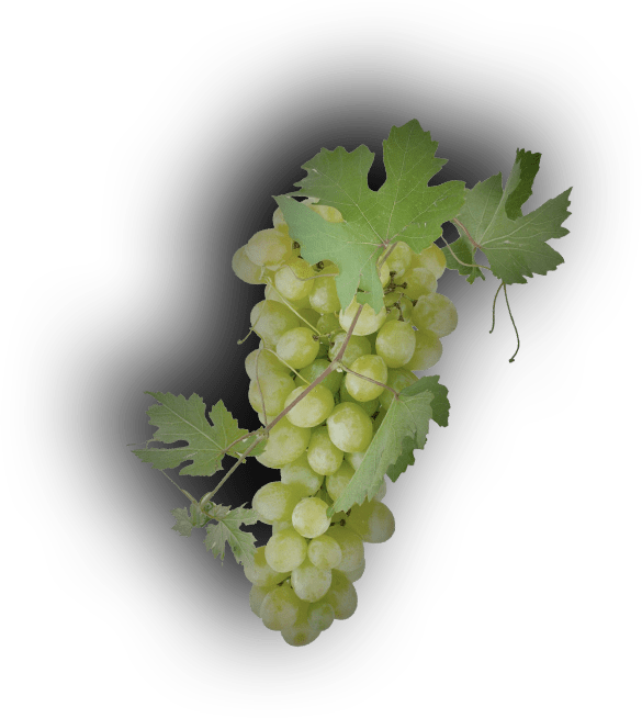 grape